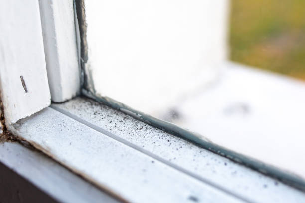 Best Mold Documentation for Insurance Claims  in Chelsea, AL