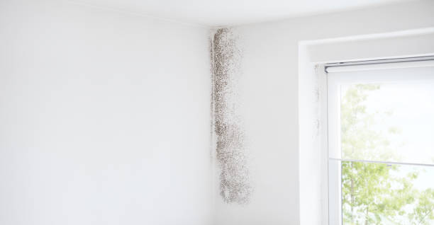 Best Industrial Mold Remediation  in Chelsea, AL