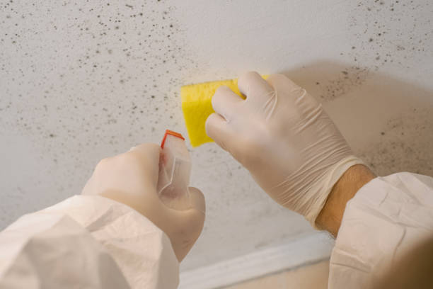  Chelsea, AL Mold Removal Pros