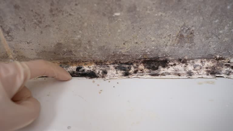 Best Environmental Consulting for Mold Prevention  in Chelsea, AL